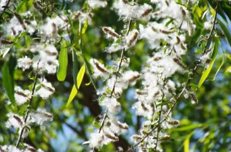 1619451382200253.jpg 1619451382200253.jpg